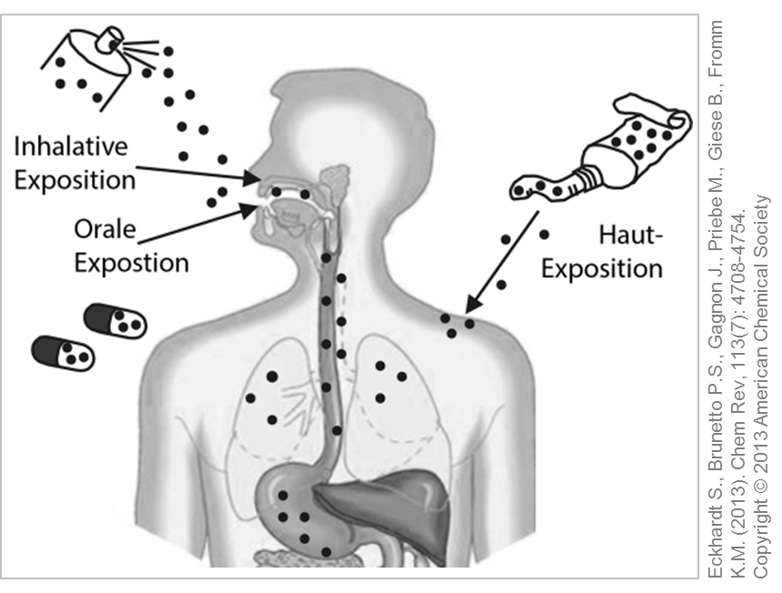 Mögliche Eintrittswege für Silber Nanopartikel in den Körper. © Verändert nach Eckhardt S. et al. 2013.