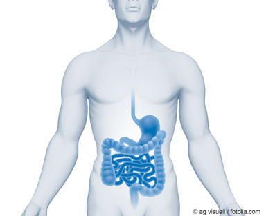 Illustration eines menschlichen Oberkörpers, bei dem der Verdauungstrakt hervorgehoben wurde als Beispiel für die Aufnahme von Nanomaterialien über den Verdauungstrakt