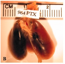 Lunge einer Maus nach Instillation mit Carbon Black. Linke Lunge mehrheitlich mit massiven schwarzen Ablagerungen; rechte nur mit wenigen im Bereich der Eintritte resp. Austritte der großen Luftwege und Blutgefässe (Lungenhilus).© Lam et al., 2004.