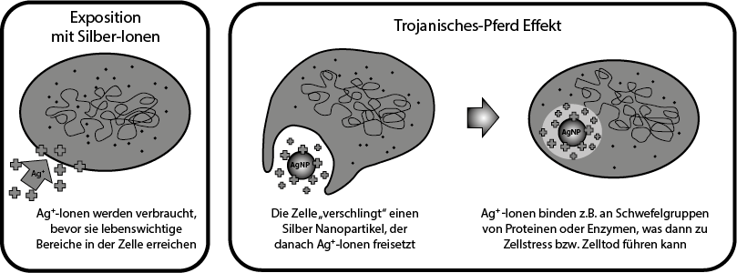 Trojanische Pferd Hypothese“ für die Wirkweise von Silber Nanopartikeln in Zellen. Verändert nach Quadros et al. 2011 